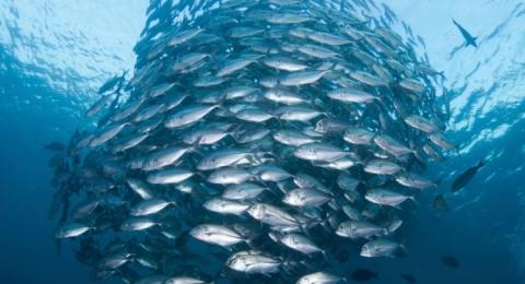 Groundfish